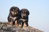 DOGUE DU TIBET 430